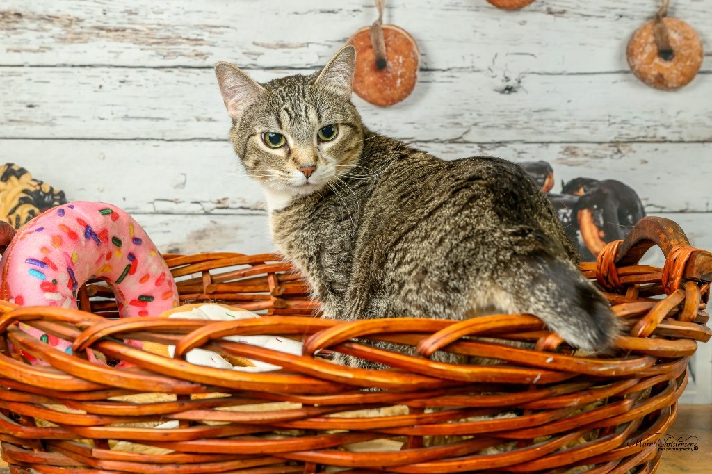 LadyBug, an adoptable Domestic Short Hair in Rock Springs, WY, 82901 | Photo Image 5