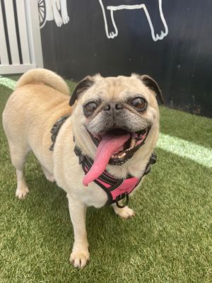 Wyla *bonded to Wendell* / Wendell *bonded to Wyla* *special nee Pug Dog