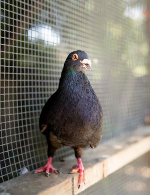 Biggie is his namesake not just in his size but his personality Its BIG He is goofy endearing