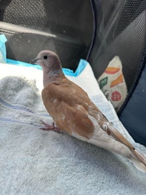 Luca is such a pretty little dove and a pretty LUCKY little dove She was found by a kind animal