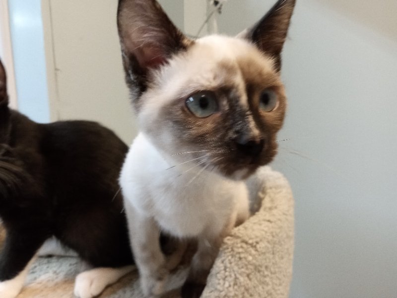 Element, an adoptable Siamese in Alturas, CA, 96101 | Photo Image 1