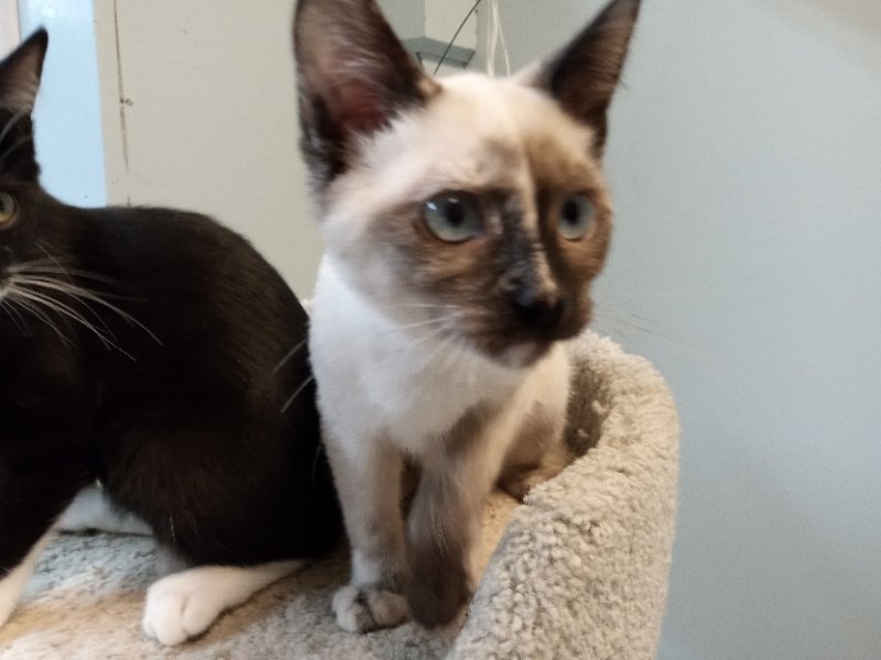 Element, an adoptable Siamese in Alturas, CA, 96101 | Photo Image 2