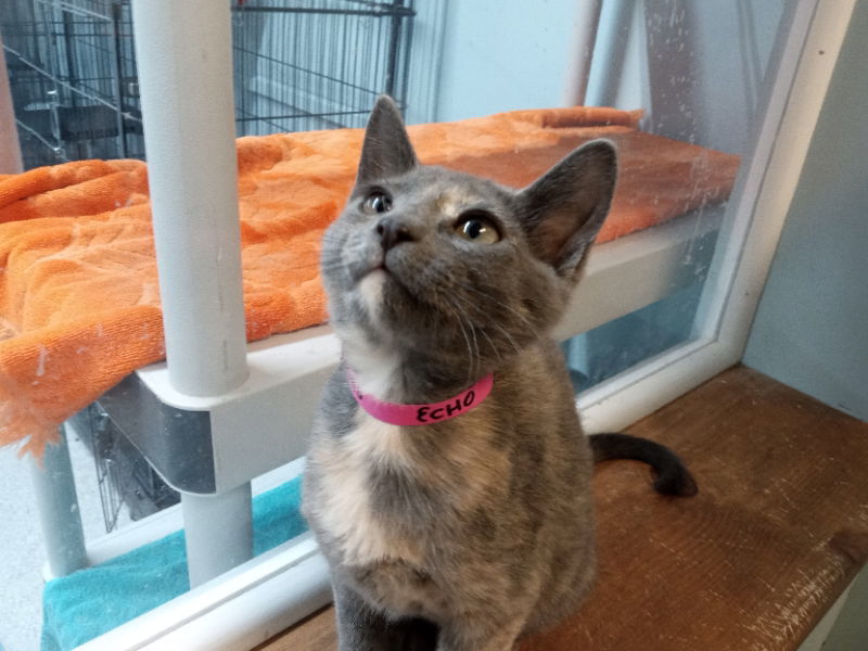 Echo, an adoptable Dilute Tortoiseshell in Alturas, CA, 96101 | Photo Image 1