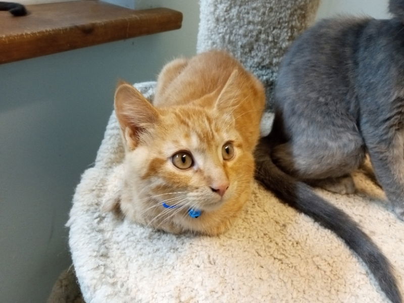 Edgar, an adoptable Tabby in Alturas, CA, 96101 | Photo Image 1