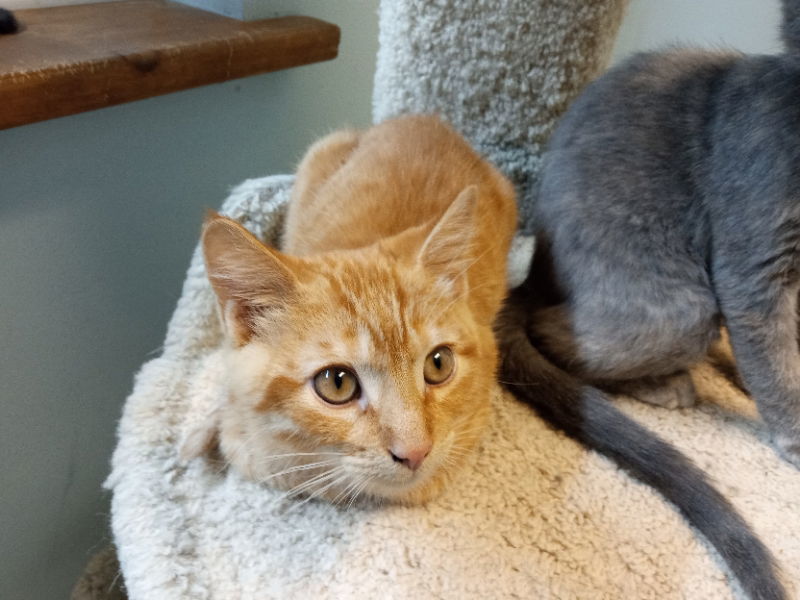 Edgar, an adoptable Tabby in Alturas, CA, 96101 | Photo Image 2