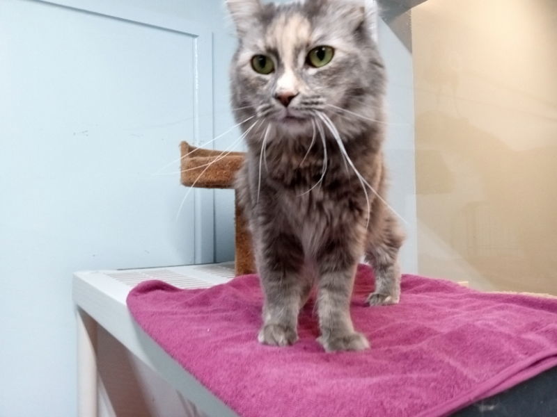 Eveline, an adoptable Dilute Tortoiseshell in Alturas, CA, 96101 | Photo Image 2