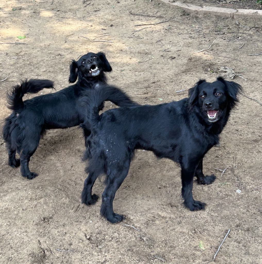 Lillian, an adoptable Spaniel in Weatherford, TX, 76087 | Photo Image 1