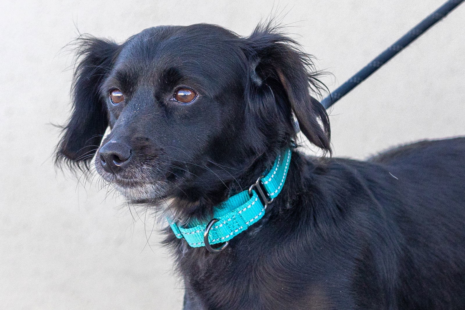 Lillian, an adoptable Spaniel in Weatherford, TX, 76087 | Photo Image 1