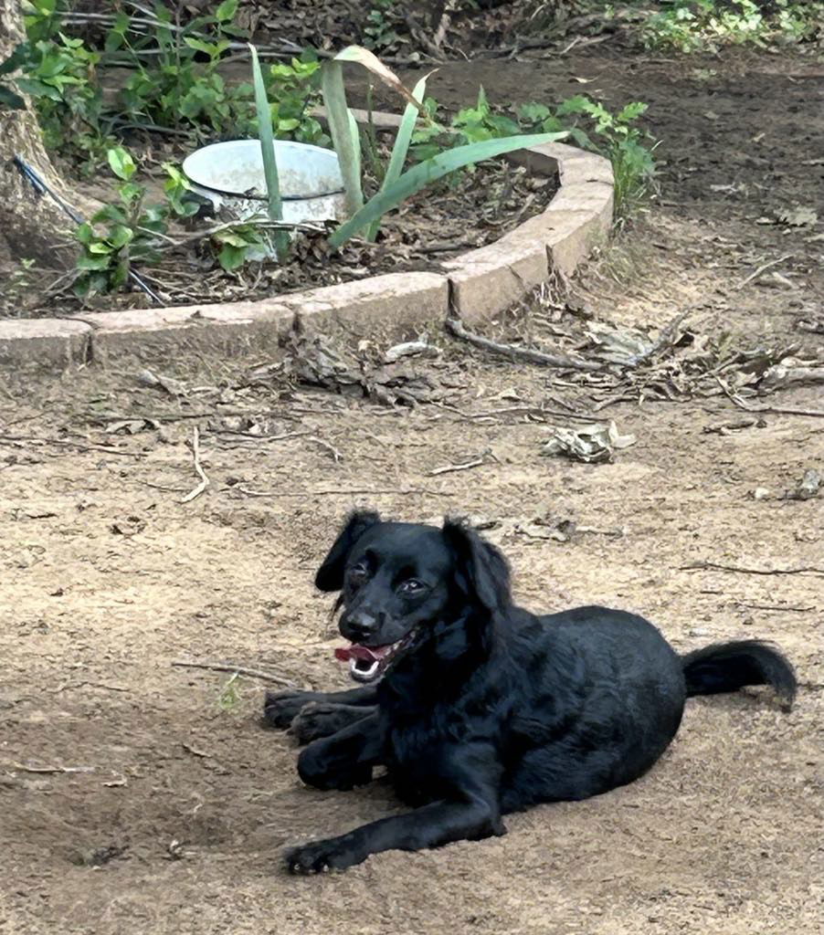 Lillian, an adoptable Spaniel in Weatherford, TX, 76087 | Photo Image 2