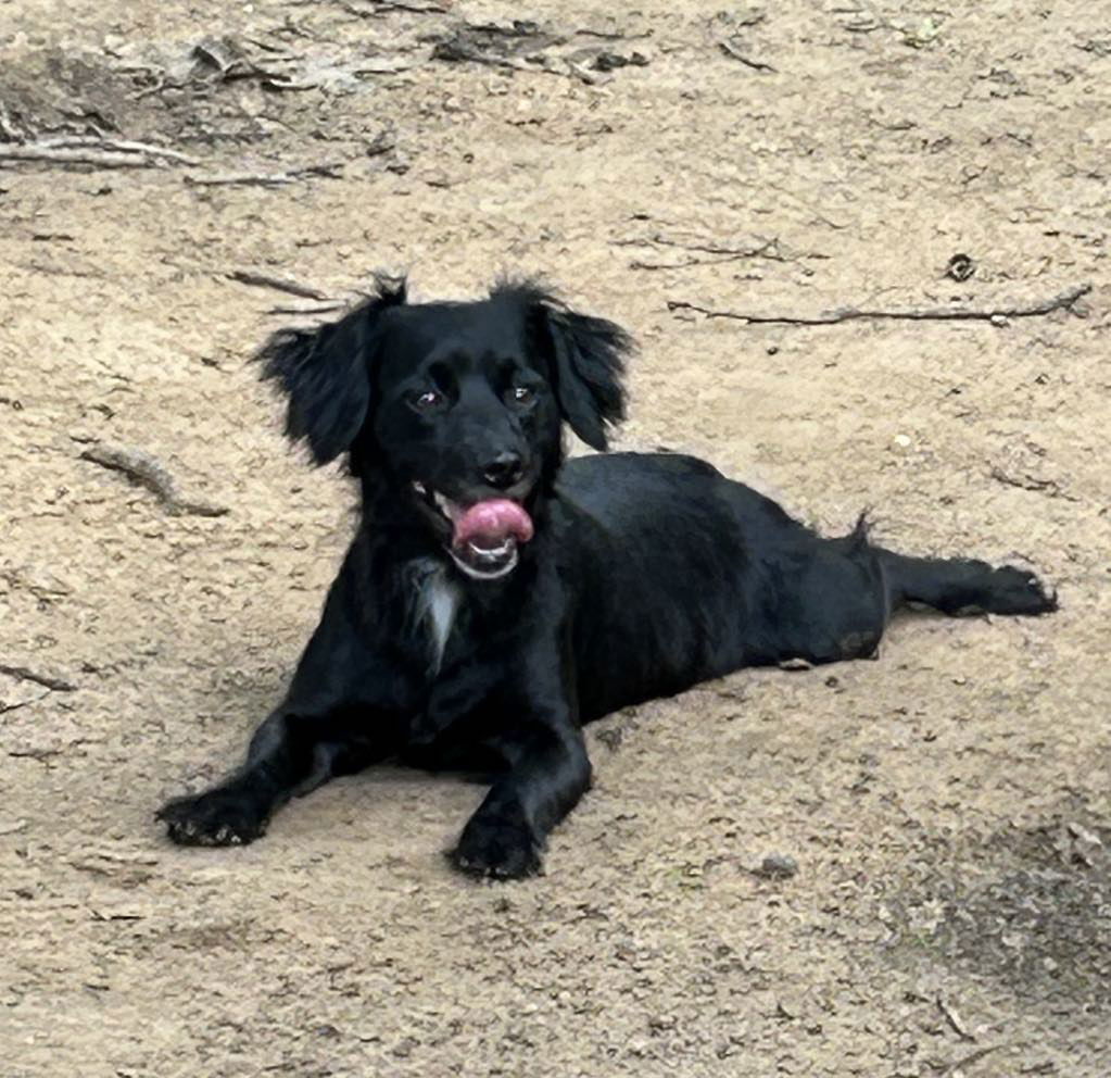 Leanne, an adoptable Spaniel in Weatherford, TX, 76087 | Photo Image 1