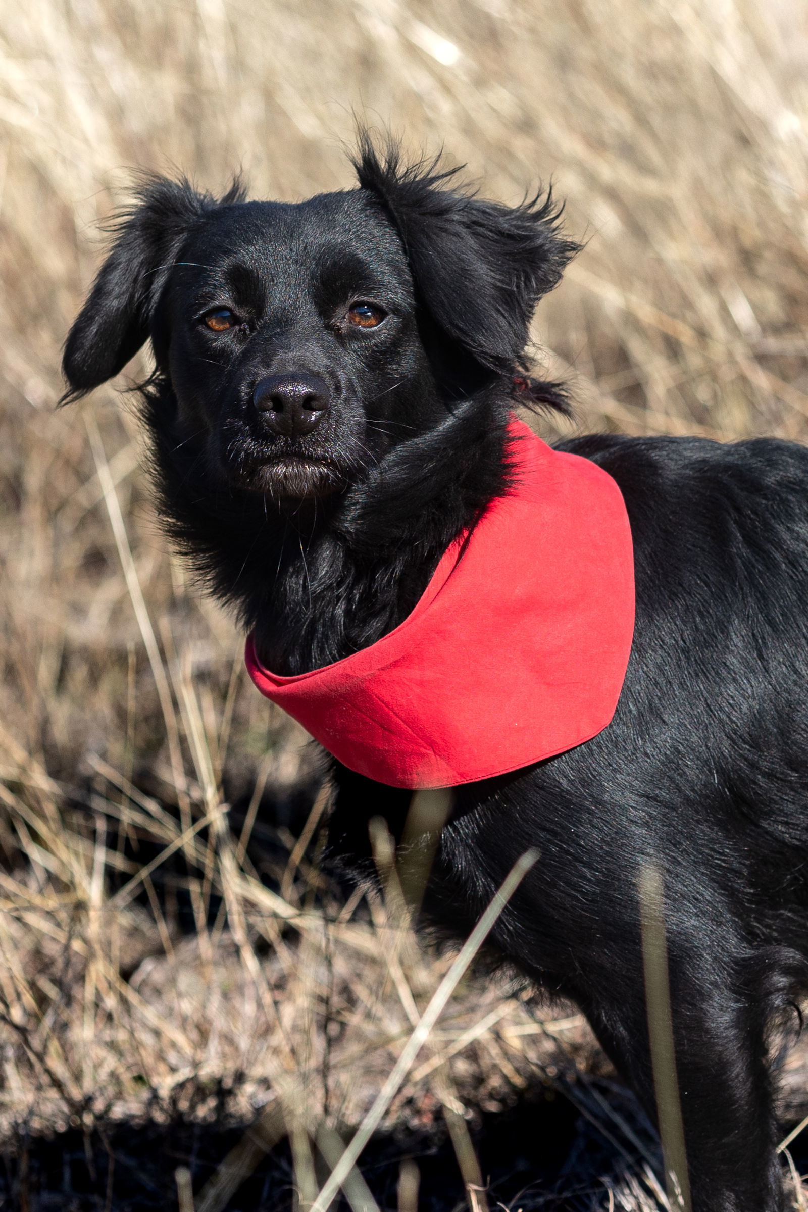 Leanne, an adoptable Spaniel in Weatherford, TX, 76087 | Photo Image 1