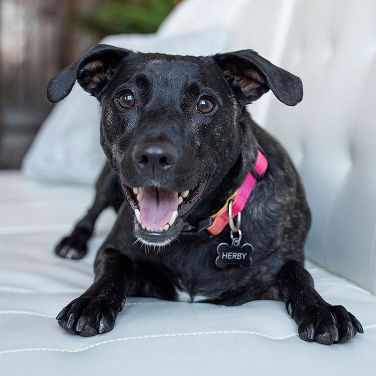 Herbert, an adoptable Pit Bull Terrier in Minneapolis, MN, 55407 | Photo Image 1