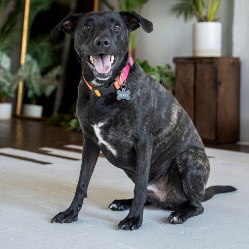 Herbert, an adoptable Pit Bull Terrier in Minneapolis, MN, 55407 | Photo Image 2