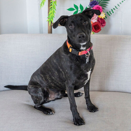 Herbert, an adoptable Pit Bull Terrier in Minneapolis, MN, 55407 | Photo Image 3
