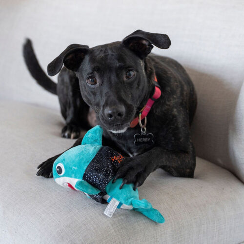 Herbert, an adoptable Pit Bull Terrier in Minneapolis, MN, 55407 | Photo Image 4