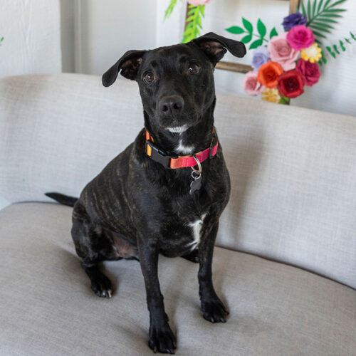 Herbert, an adoptable Pit Bull Terrier in Minneapolis, MN, 55407 | Photo Image 5