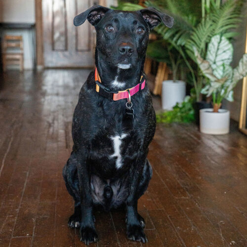 Herbert, an adoptable Pit Bull Terrier in Minneapolis, MN, 55407 | Photo Image 6