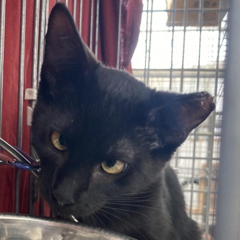 Medvedya, an adoptable Domestic Short Hair in Taos, NM, 87571 | Photo Image 1