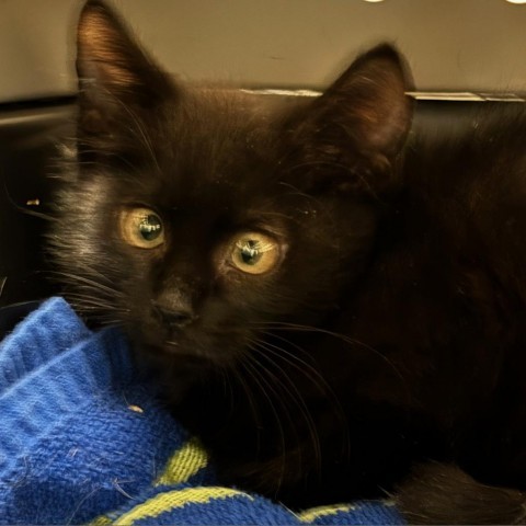 Medvedya, an adoptable Domestic Short Hair in Taos, NM, 87571 | Photo Image 2