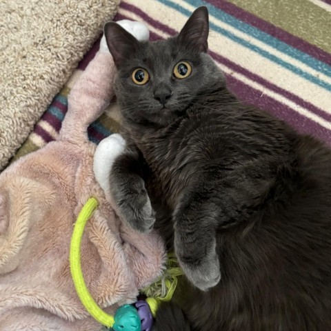 Cleo, an adoptable Domestic Short Hair in Taos, NM, 87571 | Photo Image 1