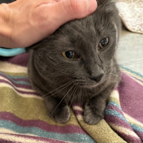 Cleo, an adoptable Domestic Short Hair in Taos, NM, 87571 | Photo Image 3