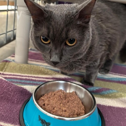 Cleo, an adoptable Domestic Short Hair in Taos, NM, 87571 | Photo Image 4