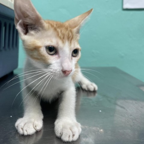 Nene, an adoptable Domestic Short Hair in Guaynabo, PR, 00969 | Photo Image 1