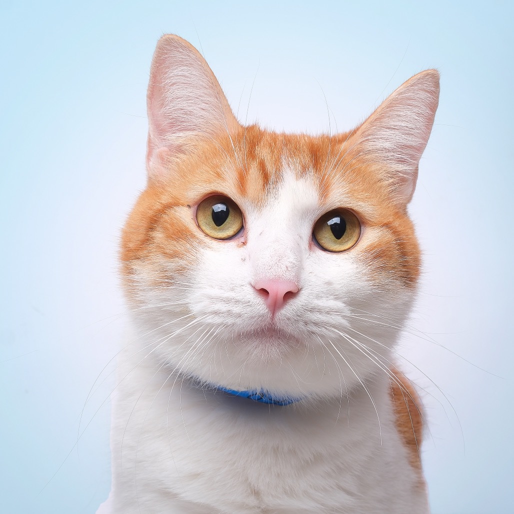 Joker A, an adoptable American Shorthair in Guaynabo, PR, 00969 | Photo Image 1