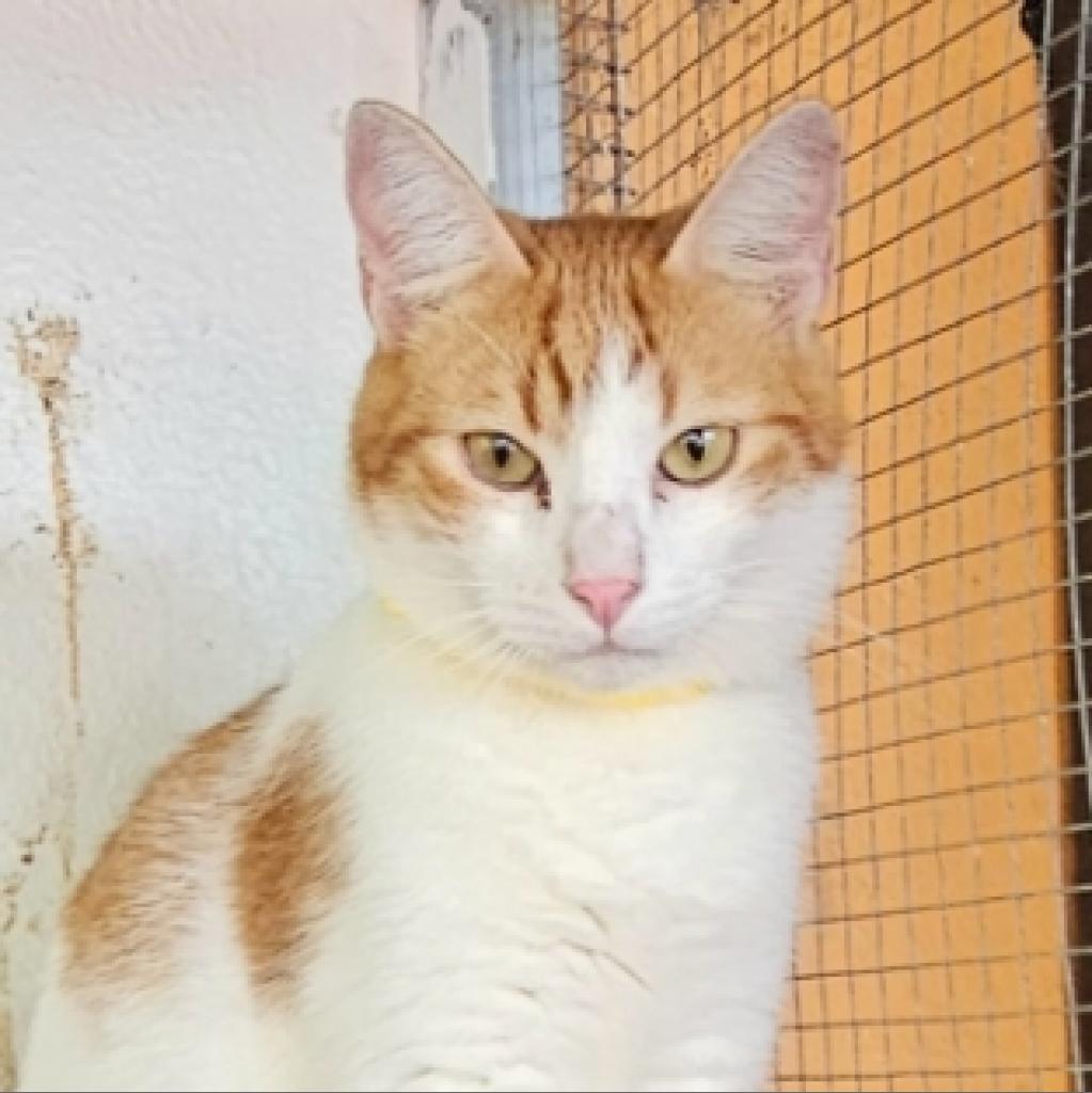 Joker A, an adoptable American Shorthair in Guaynabo, PR, 00969 | Photo Image 2