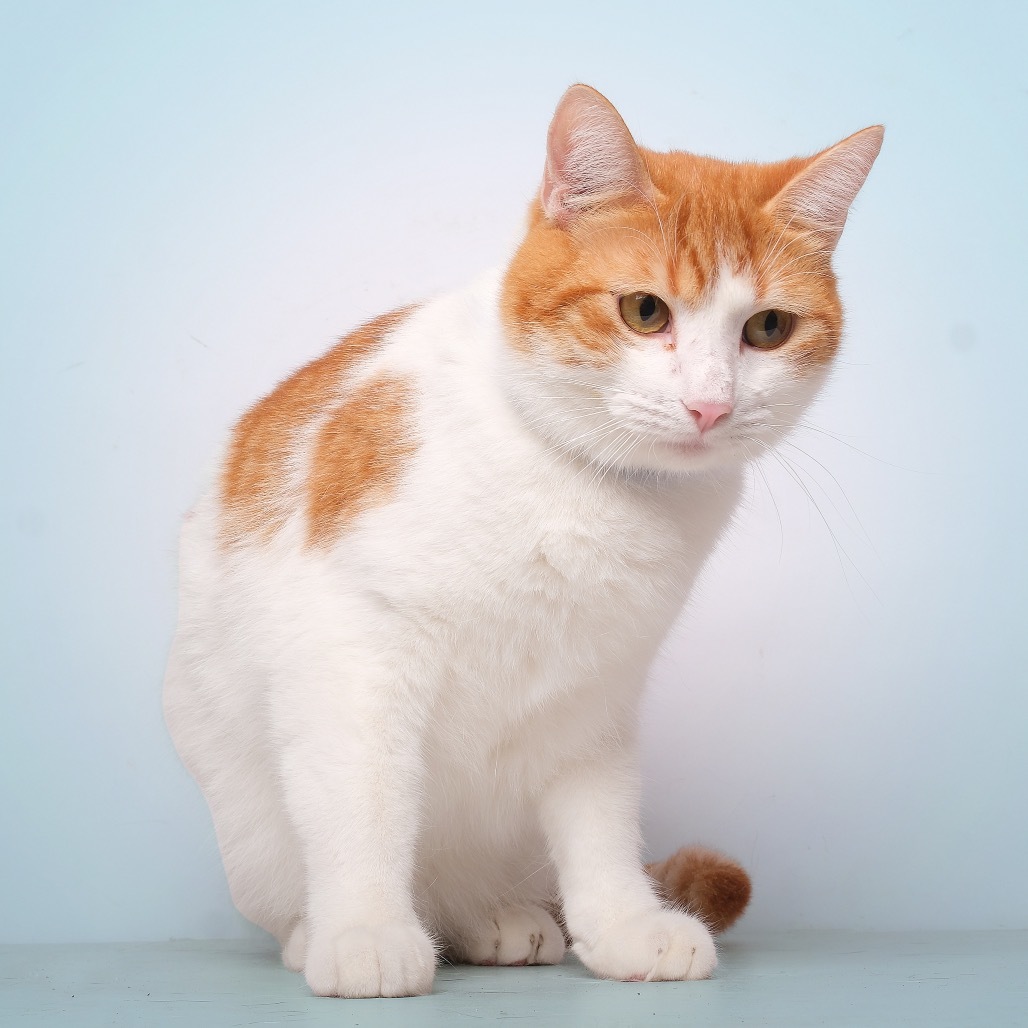 Joker A, an adoptable American Shorthair in Guaynabo, PR, 00969 | Photo Image 3
