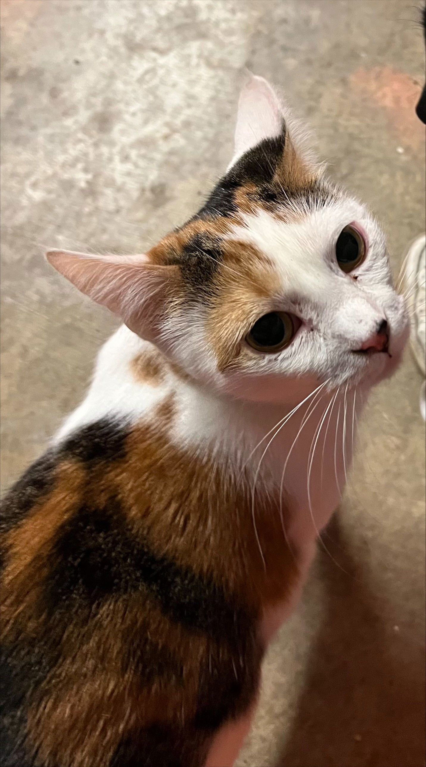 Mia, an adoptable Calico in Pineville, LA, 71361 | Photo Image 1