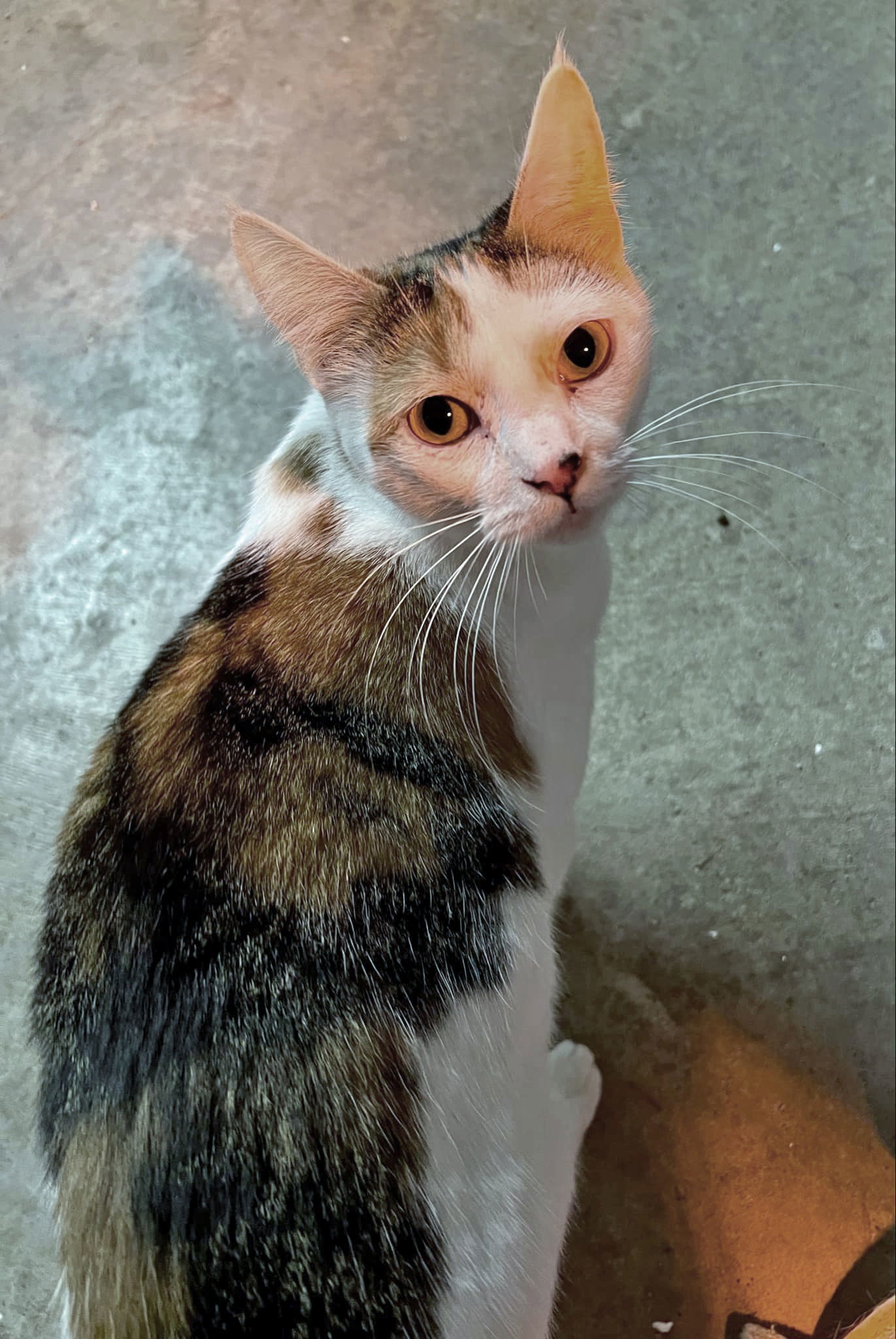 Mia, an adoptable Calico in Pineville, LA, 71361 | Photo Image 2