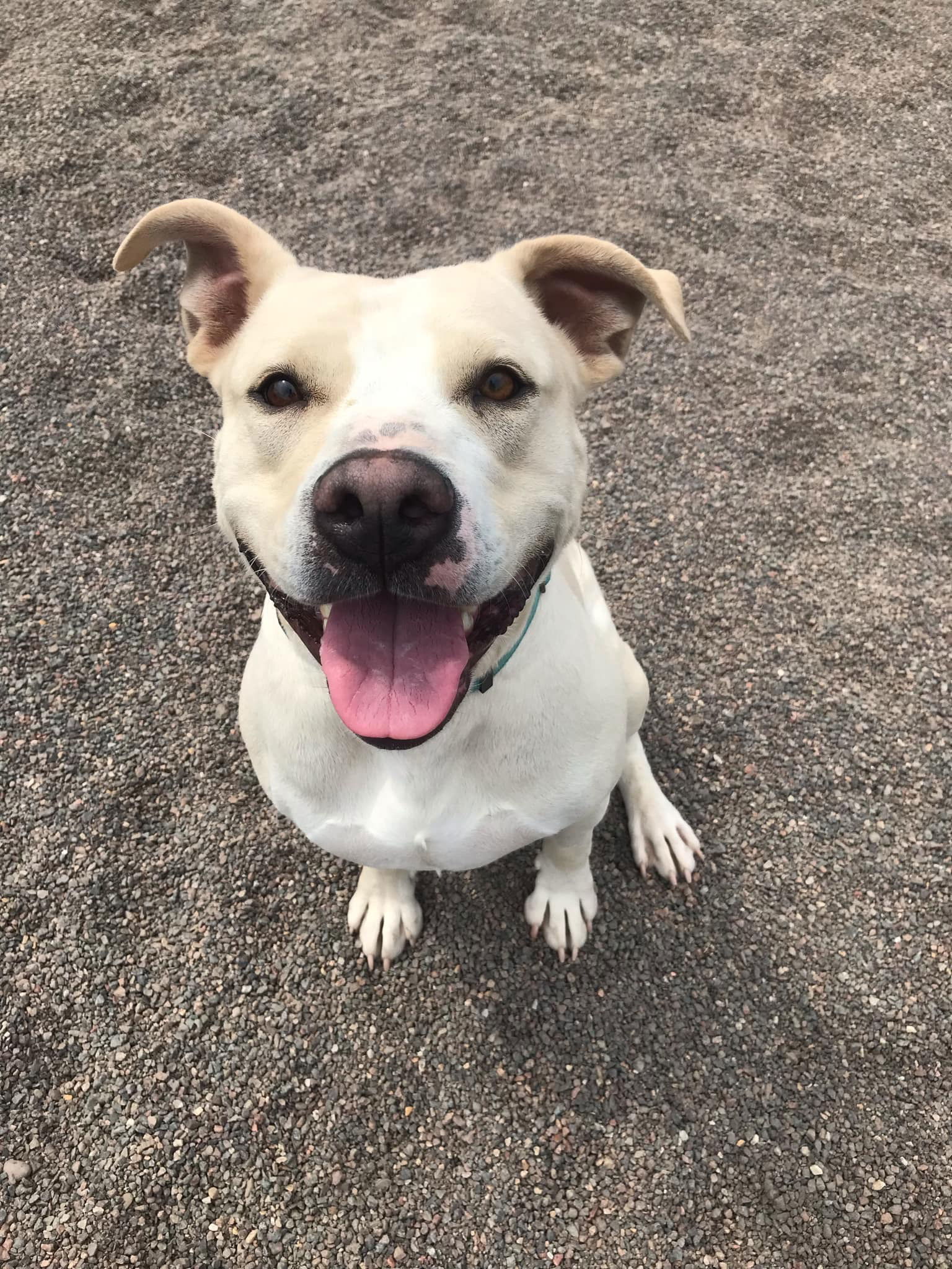 Twyla, an adoptable Pit Bull Terrier in Webster, WI, 54893 | Photo Image 3