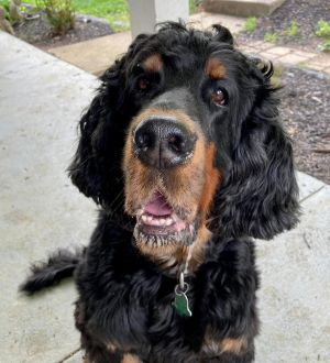 good time &#34;Charlie&#34;, Senior Male Gordon Setter