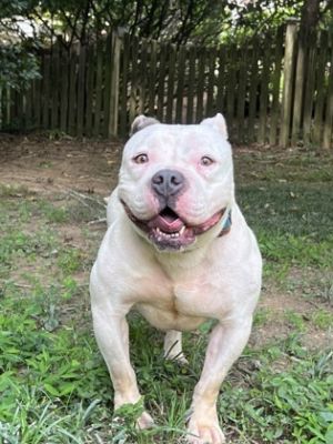 Tubby is the most adorable low-rider She lets you know when shes happy with her adorable little sn