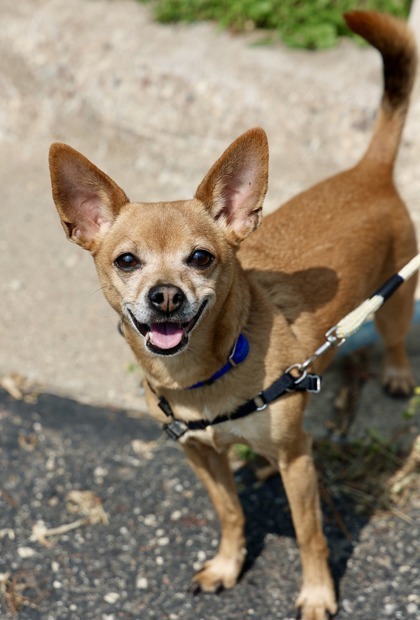 Ernie, an adoptable Chihuahua, Mixed Breed in Hastings, MN, 55033 | Photo Image 1