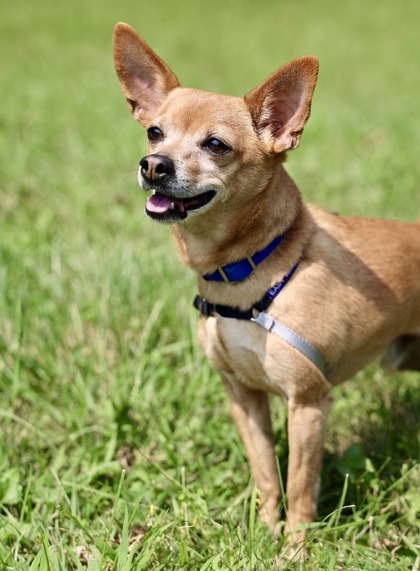 Ernie, an adoptable Chihuahua, Mixed Breed in Hastings, MN, 55033 | Photo Image 2