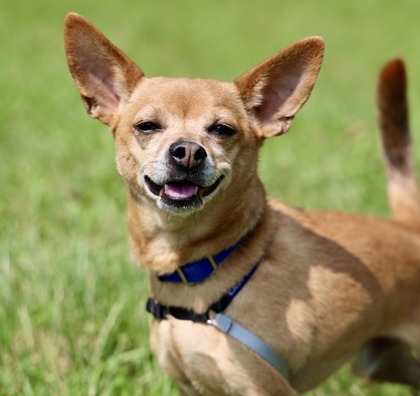 Ernie, an adoptable Chihuahua, Mixed Breed in Hastings, MN, 55033 | Photo Image 3