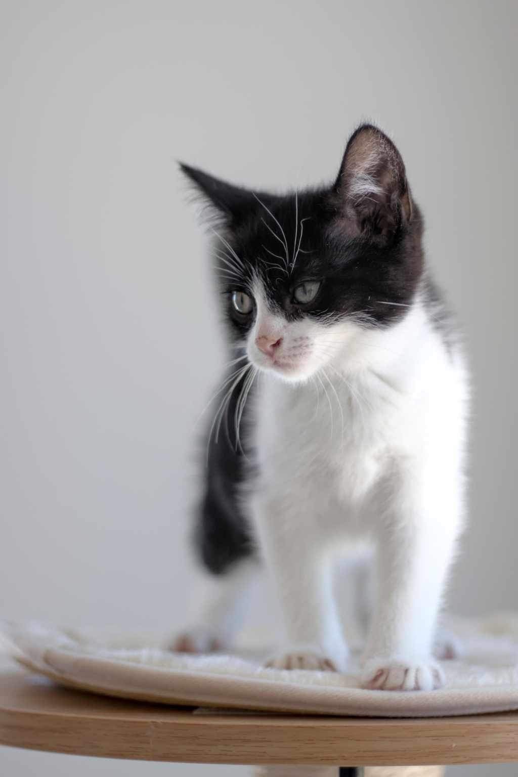 Fifteen, an adoptable Domestic Short Hair in Steinbach, MB, R5G 2B2 | Photo Image 1