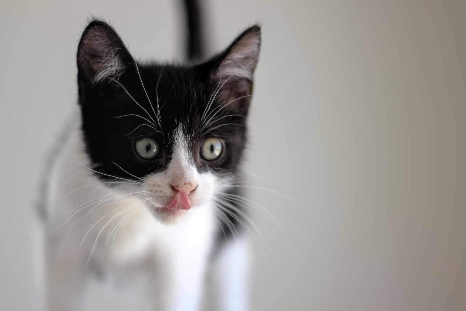 Fifteen, an adoptable Domestic Short Hair in Steinbach, MB, R5G 2B2 | Photo Image 2