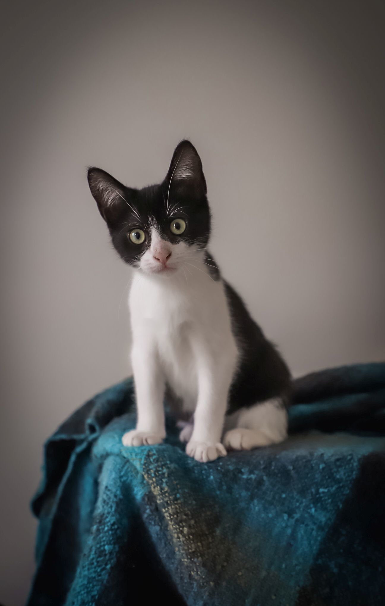 Fifteen, an adoptable Domestic Short Hair in Steinbach, MB, R5G 2B2 | Photo Image 3