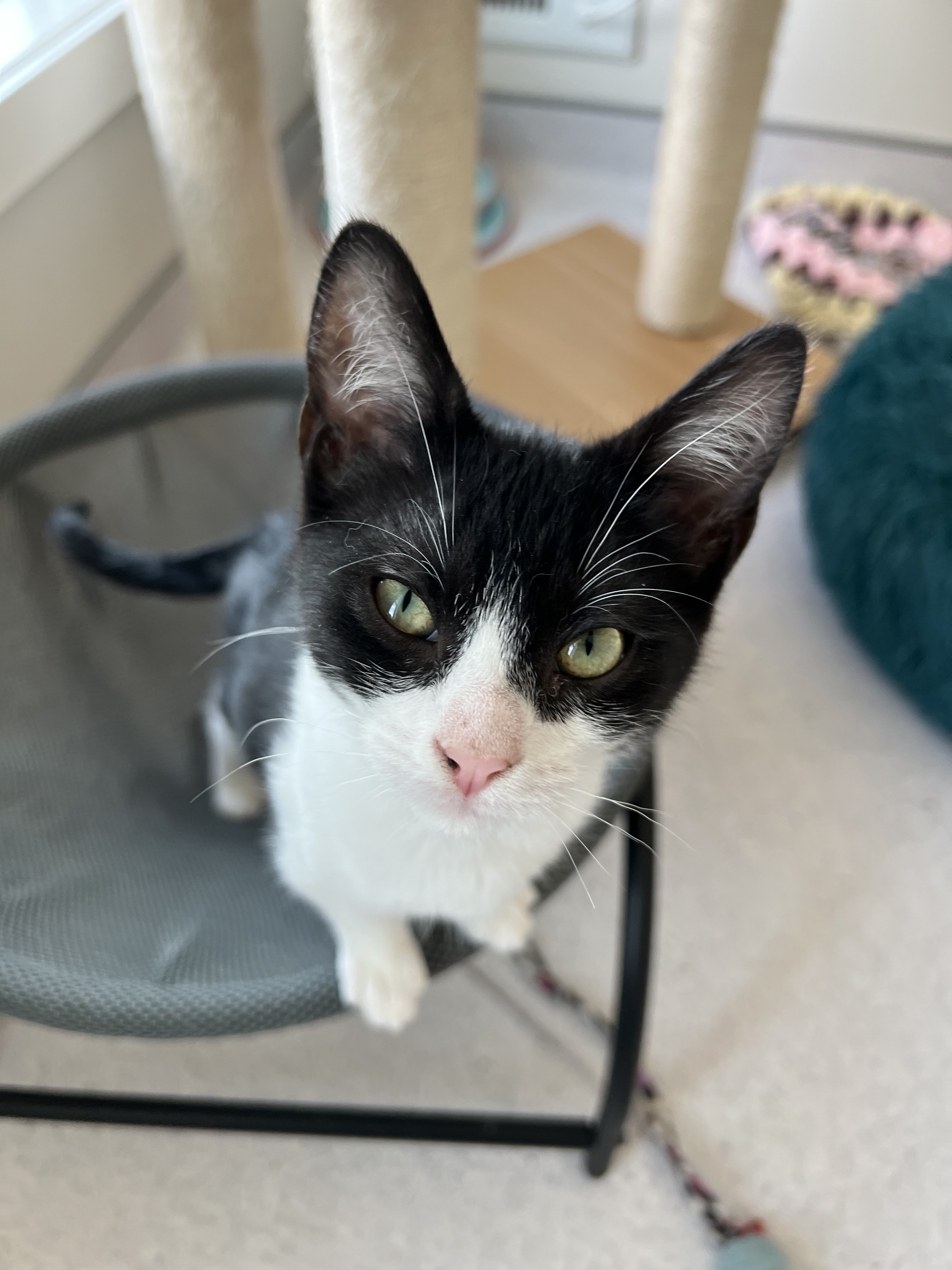 Fifteen, an adoptable Domestic Short Hair in Steinbach, MB, R5G 2B2 | Photo Image 4