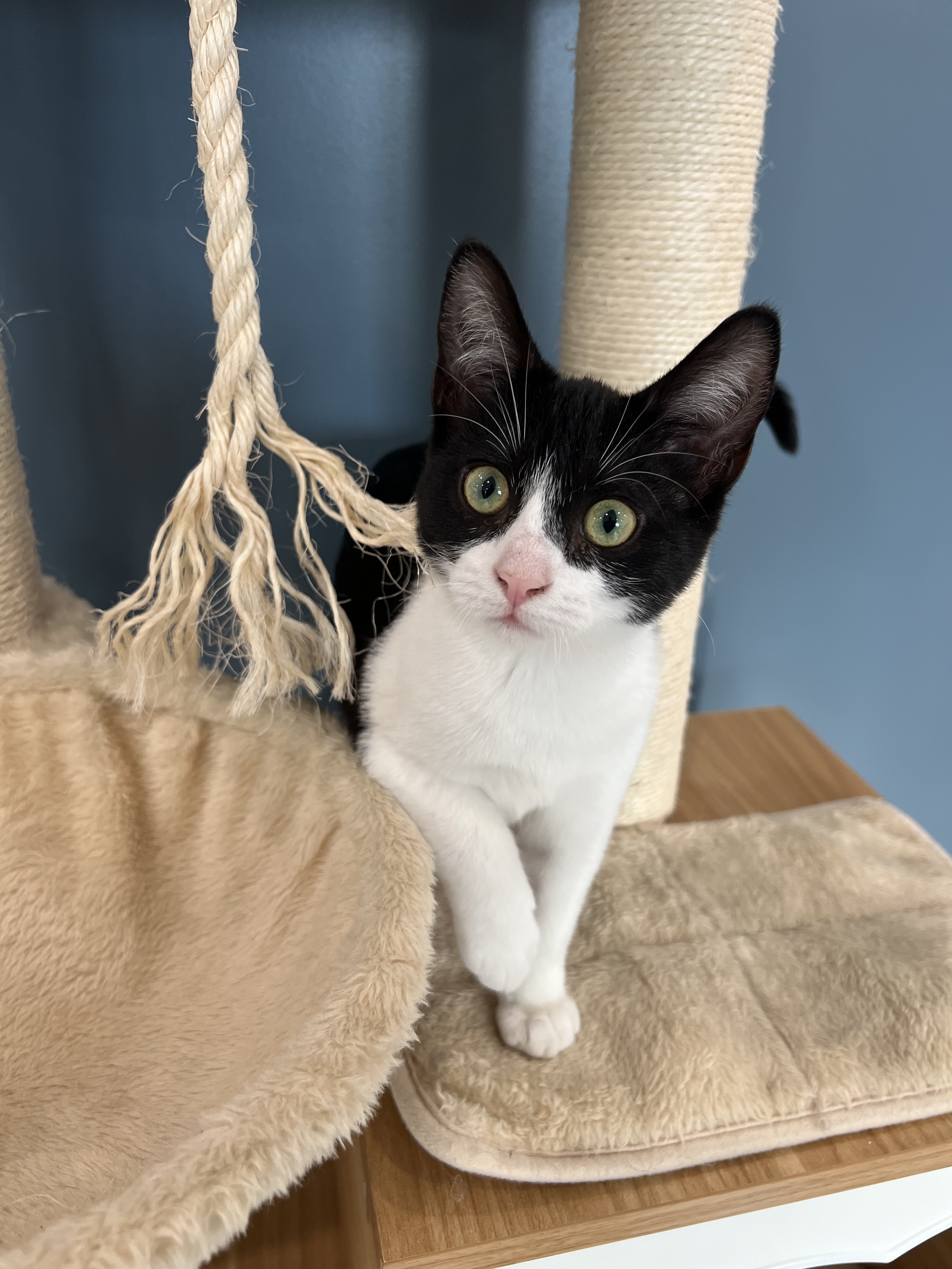 Fifteen, an adoptable Domestic Short Hair in Steinbach, MB, R5G 2B2 | Photo Image 5