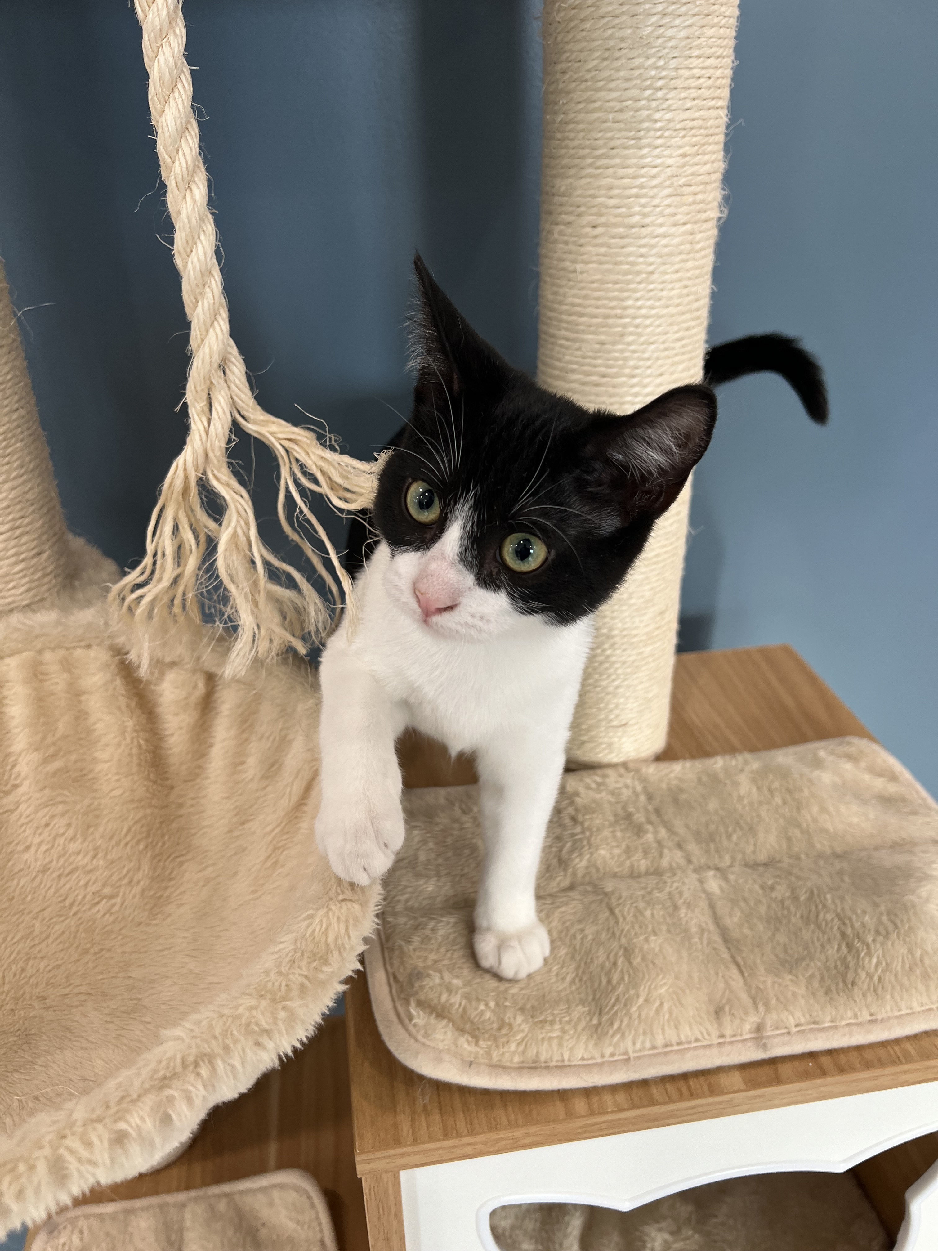 Fifteen, an adoptable Domestic Short Hair in Steinbach, MB, R5G 2B2 | Photo Image 6