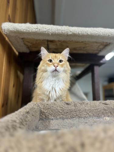 Lenny, an adoptable Domestic Long Hair in Carson City, NV, 89701 | Photo Image 1