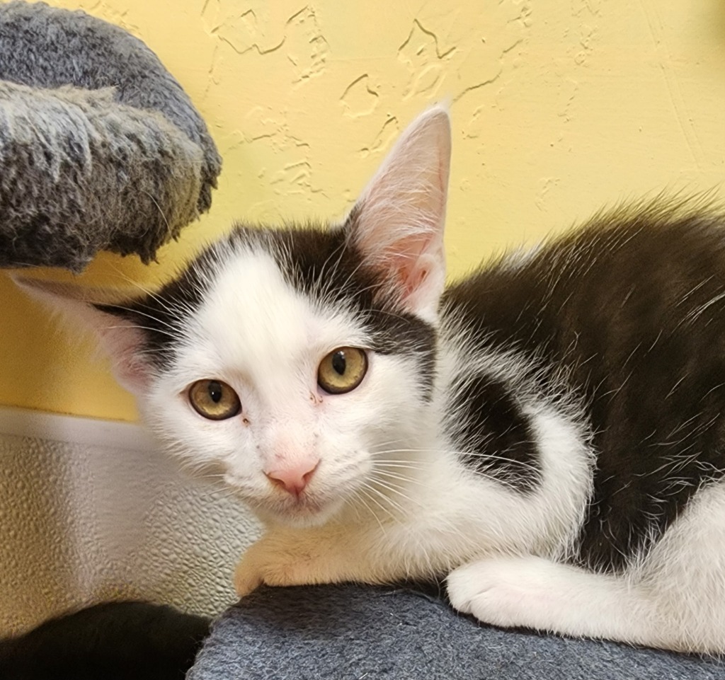 Georgie, an adoptable Domestic Short Hair in Gold Beach, OR, 97444 | Photo Image 1