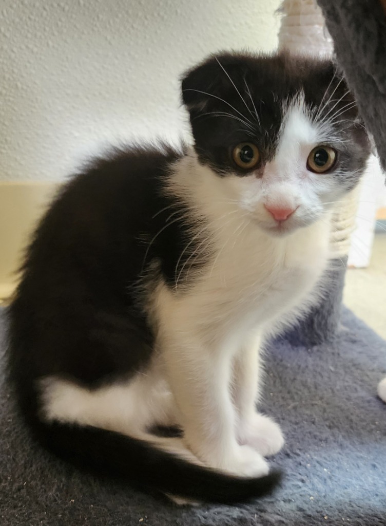 Gabriel, an adoptable Scottish Fold in Gold Beach, OR, 97444 | Photo Image 1