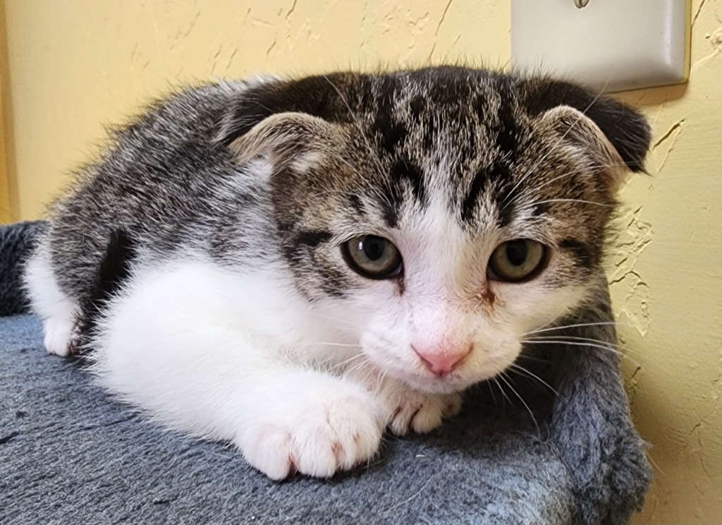 Greenleigh, an adoptable Scottish Fold in Gold Beach, OR, 97444 | Photo Image 1