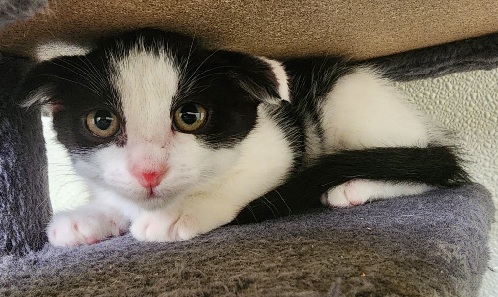 Galaxy, an adoptable Scottish Fold in Gold Beach, OR, 97444 | Photo Image 1