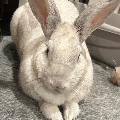 Luna 4
